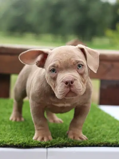 MINI AMERICAN BULLDOGS 12WKS, View more