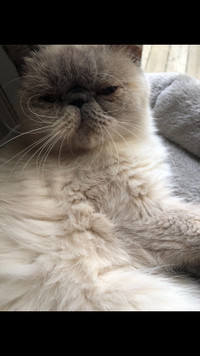 Exotic blue point persian female 