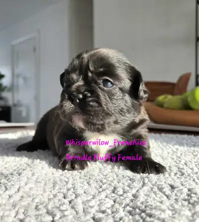 Quality French Bulldog Puppies, View more