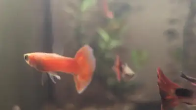 Guppies (various types available), View more