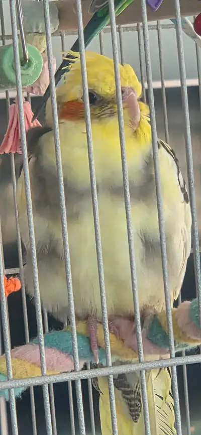 cockatiel de 6 mois, View more