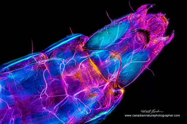 Nikon Optiphot Polarizing Microscope in Other in Calgary - Image 10