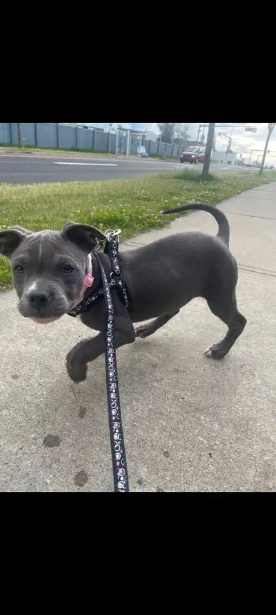 Female XL Puppy, View more