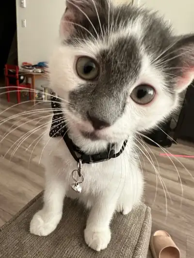 5 month old Male kitten for sale, View more