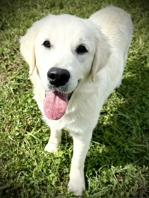 English Cream Golden Retriever in Dogs & Puppies for Rehoming in Oakville / Halton Region - Image 4