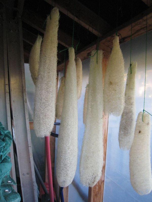 Luffa seeds plus other Veg, and flowers seeds in Plants, Fertilizer & Soil in Hamilton - Image 3