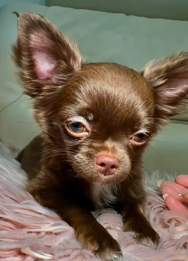 Rare Long-Haired Chocolate Chihuahua Girl – Top Pedigree in Dogs & Puppies for Rehoming in Markham / York Region - Image 4