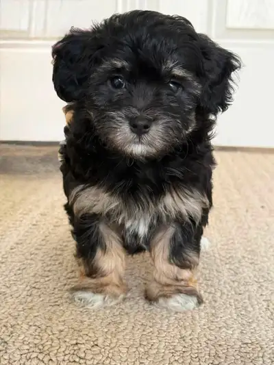 Havapoo/Maltipoo X puppies - Female 10 weeks old, View more