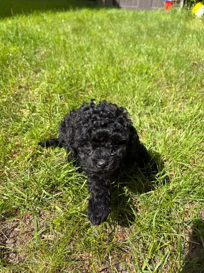 Hypoallergenic Toy Poodle Puppies, View more