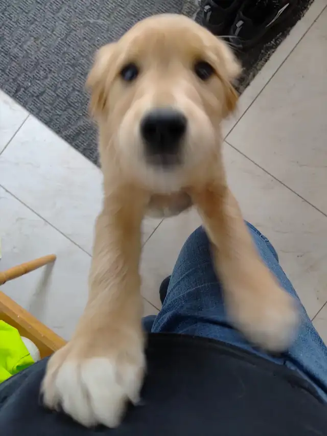 rehoming puppy in Dogs & Puppies for Rehoming in Markham / York Region - Image 2