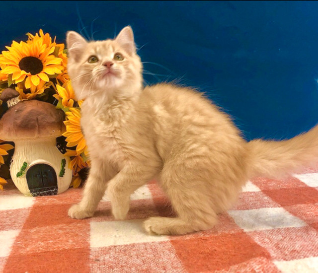 Orange Maine Coon Female in Cats & Kittens for Rehoming in Mississauga / Peel Region - Image 4