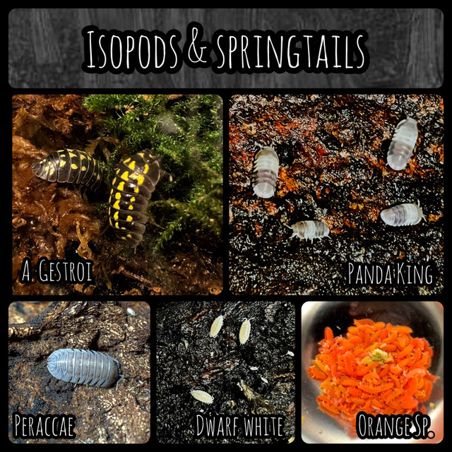 Isopods and Springtails in Other in Burnaby/New Westminster
