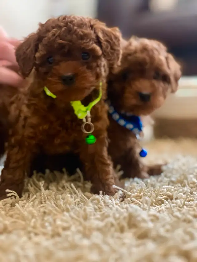 Adorable Red Toy Poodle Puppies in Dogs & Puppies for Rehoming in Hamilton - Image 7