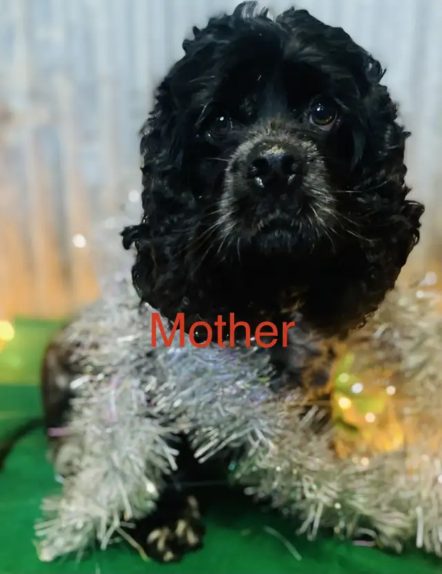 Sprocker puppies in Dogs & Puppies for Rehoming in Moose Jaw - Image 9