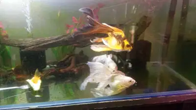 Platinum butterfly short body koi  long fins , View more