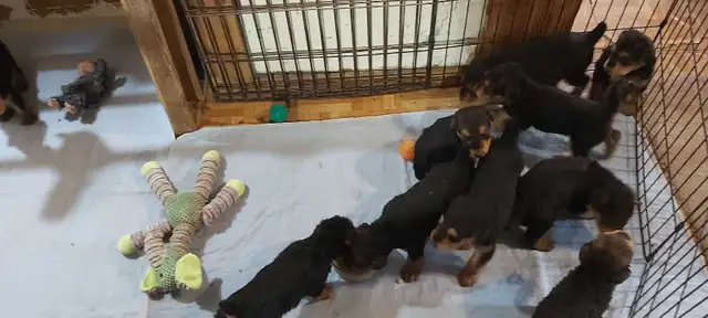 Airedale Terrier Puppies CKC Reg'd in Dogs & Puppies for Rehoming in Sudbury - Image 9