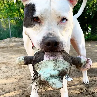 Are you looking for that home away from home style daycare and boarding facility to watch your dogs?...