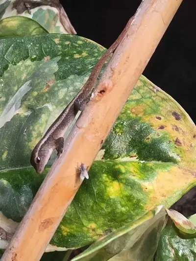 Cameroon Dwarf Gecko colony, View more