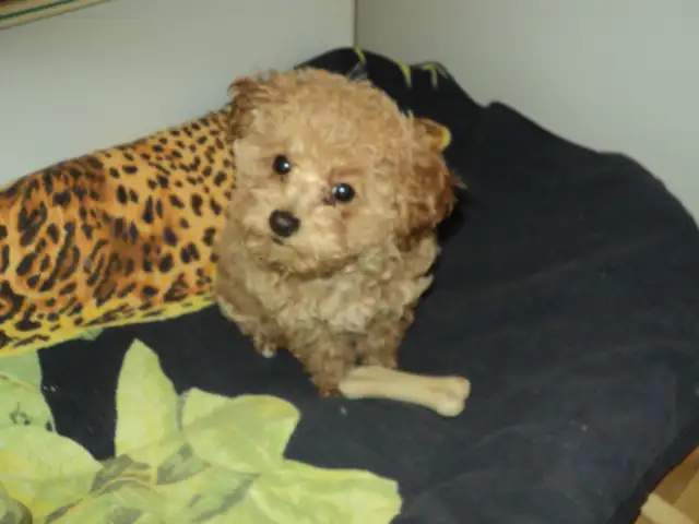 Caniche Toy, femelle abricot (rousse) in Dogs & Puppies for Rehoming in City of Montréal - Image 3