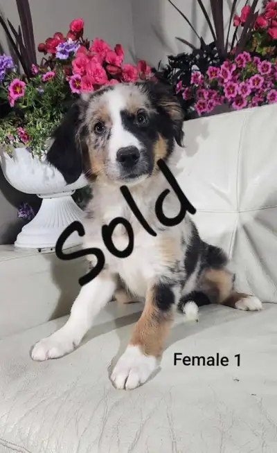 Australian Shepherd Puppies, View more