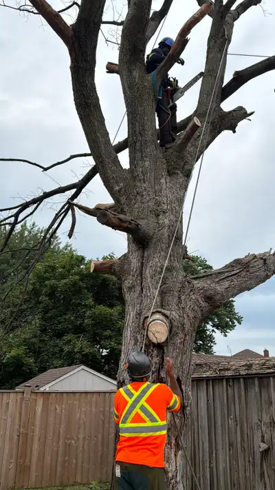 Tree removal and Pruning , View more