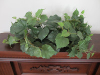 Plante ornementale décorative / Indoor plant