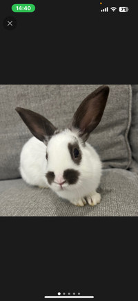 Bunny for adoption