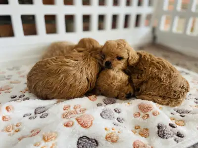 Adorable Maltipoo Puppies - Waitlist now Open, View more