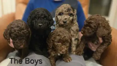 Mini/Moyen Poodle Puppies Ready Feb 19, View more