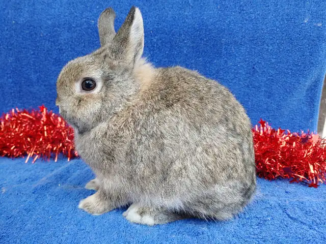 Extraordinary mini rex male baby bunny rabbit in Small Animals for Rehoming in City of Toronto - Image 7