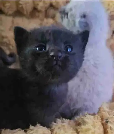 RARE SPECIAL BRED Long Hair Russian Blue kittens *Hypoallergenic, View more