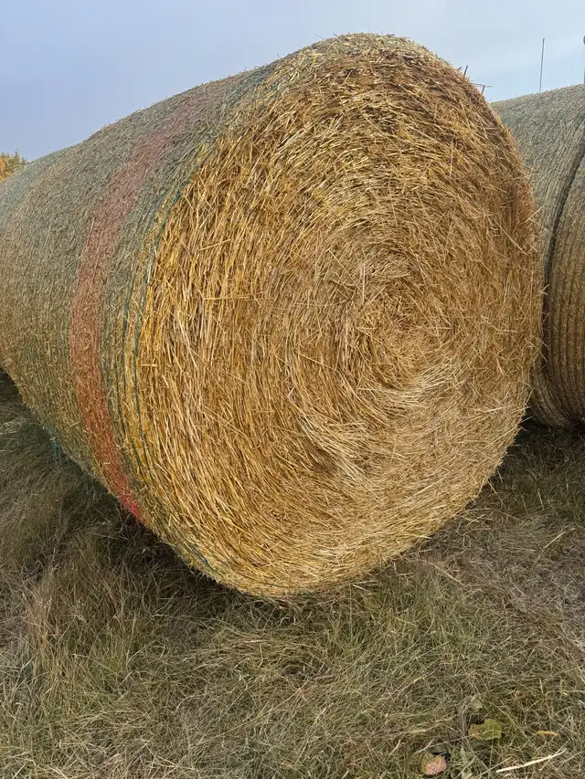 Straw Bales  in Other in Red Deer - Image 4