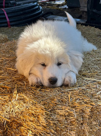 Great Pyrenees Females Deliver to Edmonton May.4th