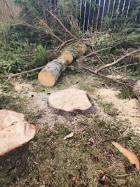 Tree Removal Specialists - Free Quote - 7052430195