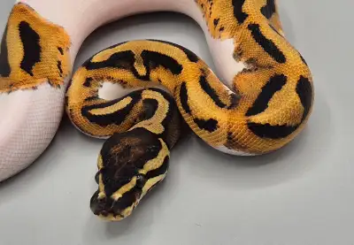 1.0 Orange Dream Piebald 50% Het Hypo, View more