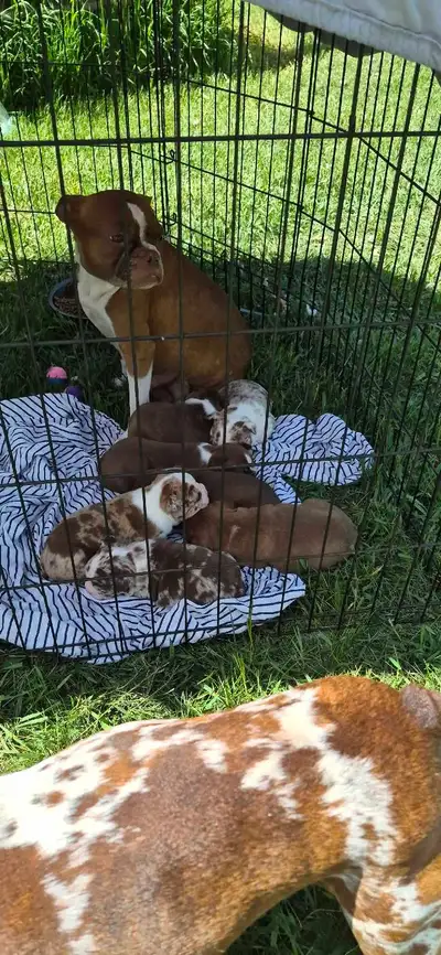 boston terrier puppies, View more