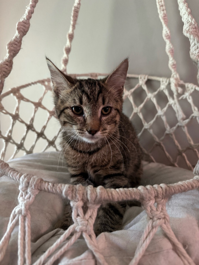3 Beautiful kittens looking for homes in Cats & Kittens for Rehoming in Moncton - Image 3