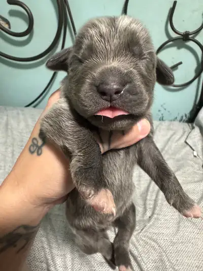 pure bred cane corso puppies are here taken deposits, View more