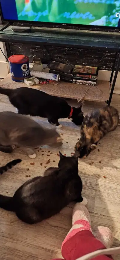 cats and kittens for sale, View more