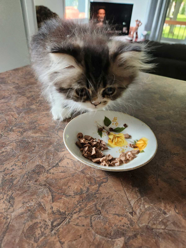 chaton persan dollface dans Chats et chatons à adopter  à Drummondville