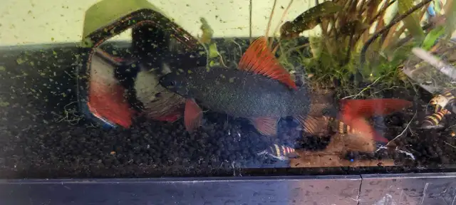 Fish & Aquarium setup (AS IT IS) in Fish for Rehoming in Oakville / Halton Region - Image 4
