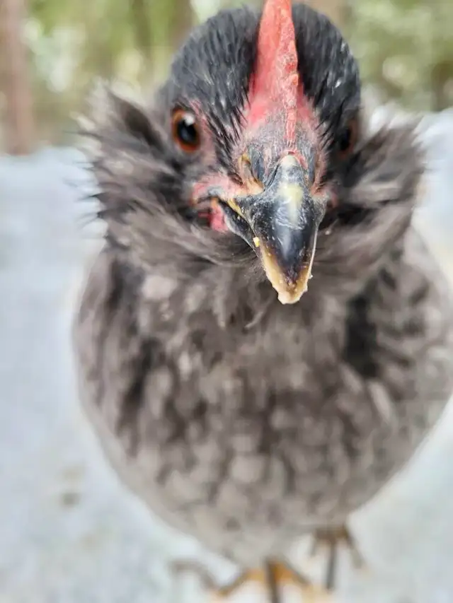 Introduction to Keeping Chickens65403974452609123