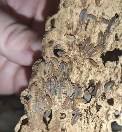 Powder blue isopods (Porcellionides pruinosus), View more