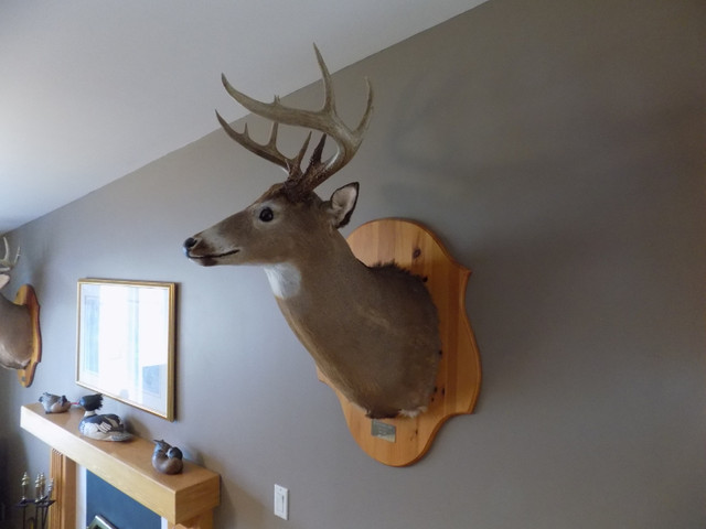 taxidermie Chevreuil tête 10 pointes dans Art et objets de collection  à Longueuil/Rive Sud - Image 2