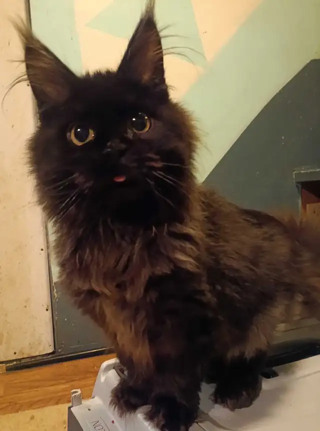 Maine Coons enregistré