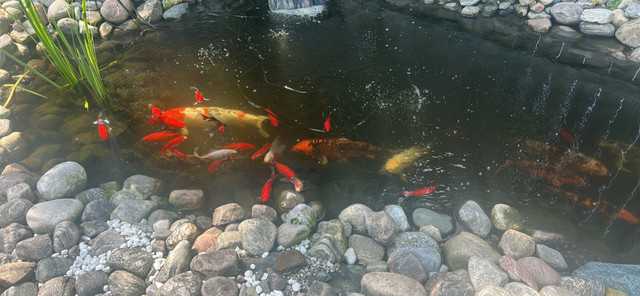 Koi pond and fish for sale in Fish for Rehoming in Chatham-Kent - Image 2