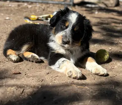 ASDR/CKC Australian Shepherd, View more