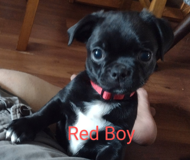 Adorable 1/2 Chihuahua 1/2  Pug (Chug) Puppies in Dogs & Puppies for Rehoming in City of Halifax - Image 2
