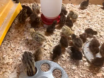 Standard Coturnix quail chicks Weekly hatches Mix of colours and patterns Straight run (unsexed) Day...