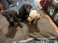 Pur bread Labrador puppy chocolate and golden 